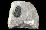 Detailed Gerastos Trilobite Fossil - Morocco #141666-1